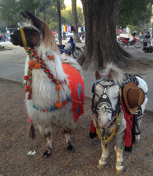 salta llama and mini pony