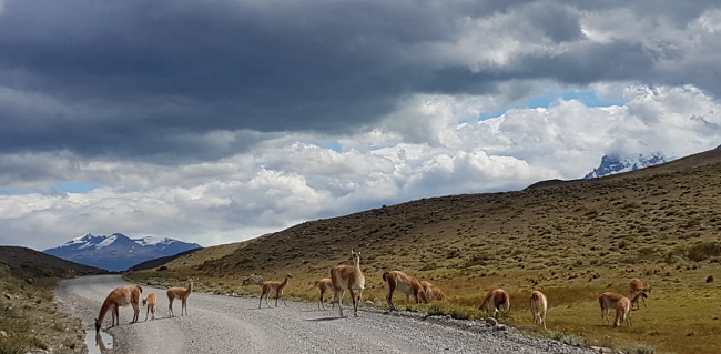 guanacos in torres del paine