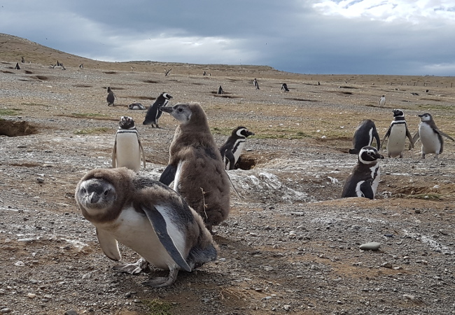 isla magdelena penguins