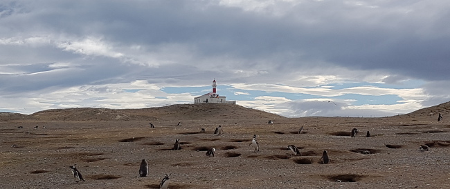 magellan penguin colony