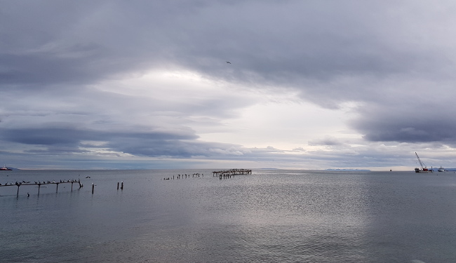 punta arenas cormorants